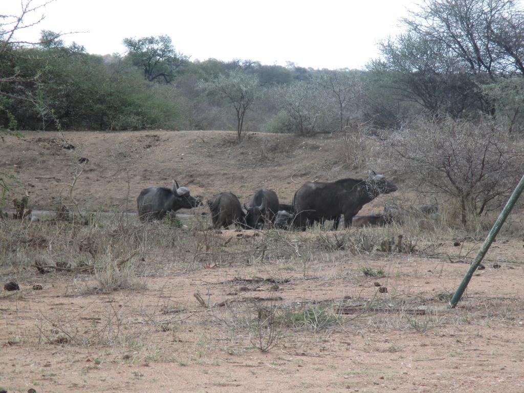 Tshukudu Game Lodge - Hoedspruit Buitenkant foto