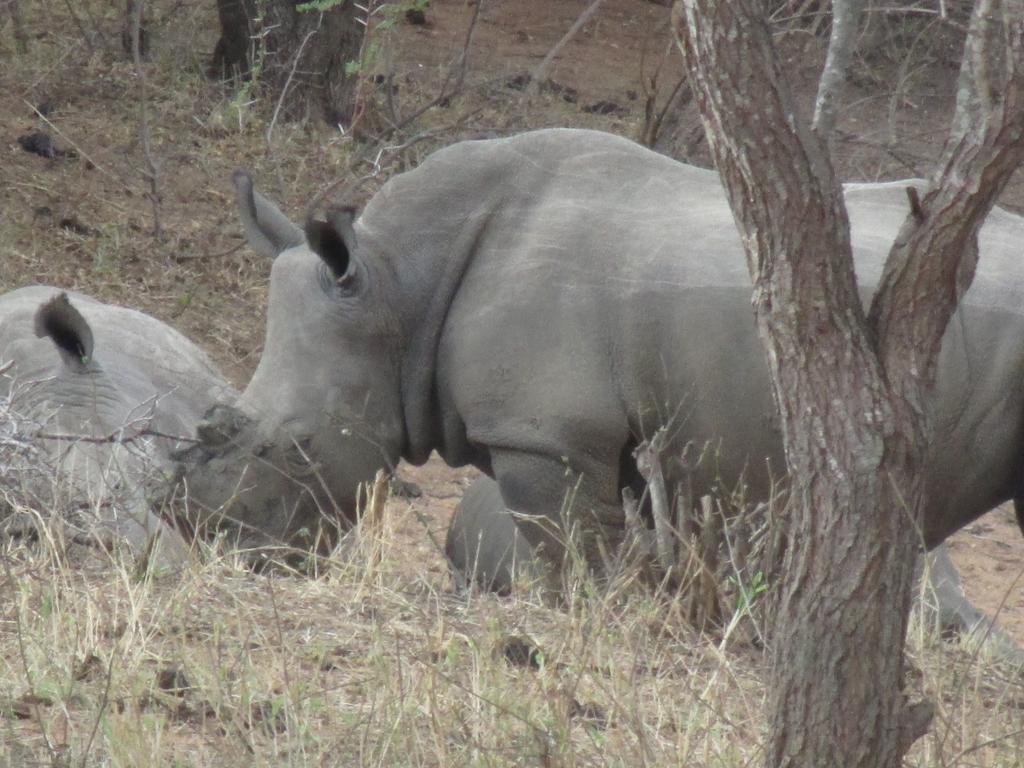 Tshukudu Game Lodge - Hoedspruit Buitenkant foto