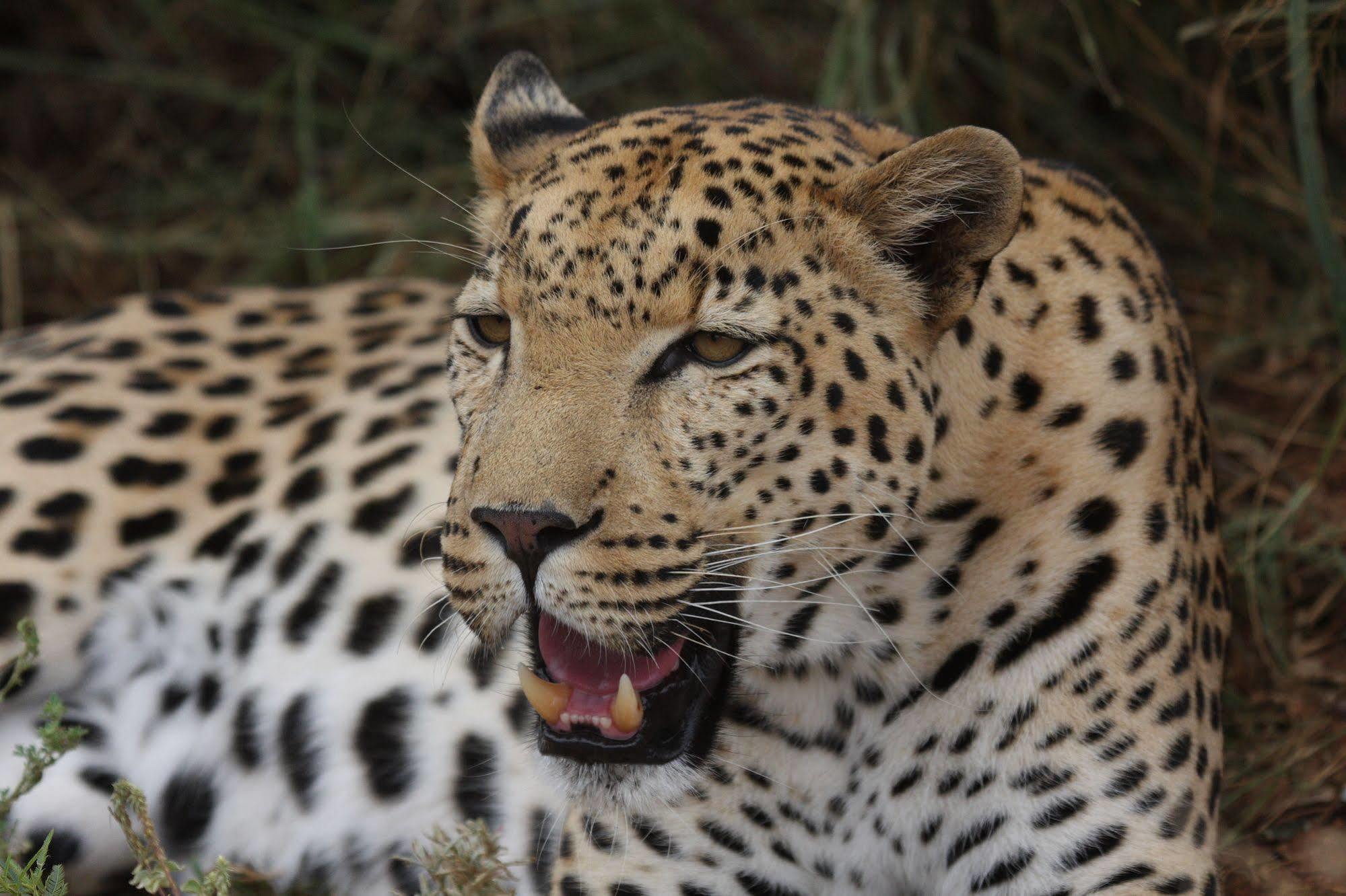 Tshukudu Game Lodge - Hoedspruit Buitenkant foto