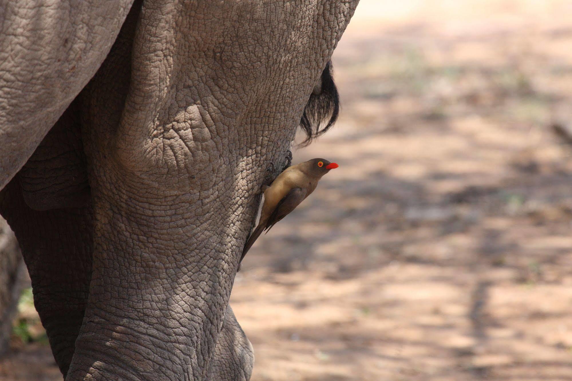 Tshukudu Game Lodge - Hoedspruit Buitenkant foto