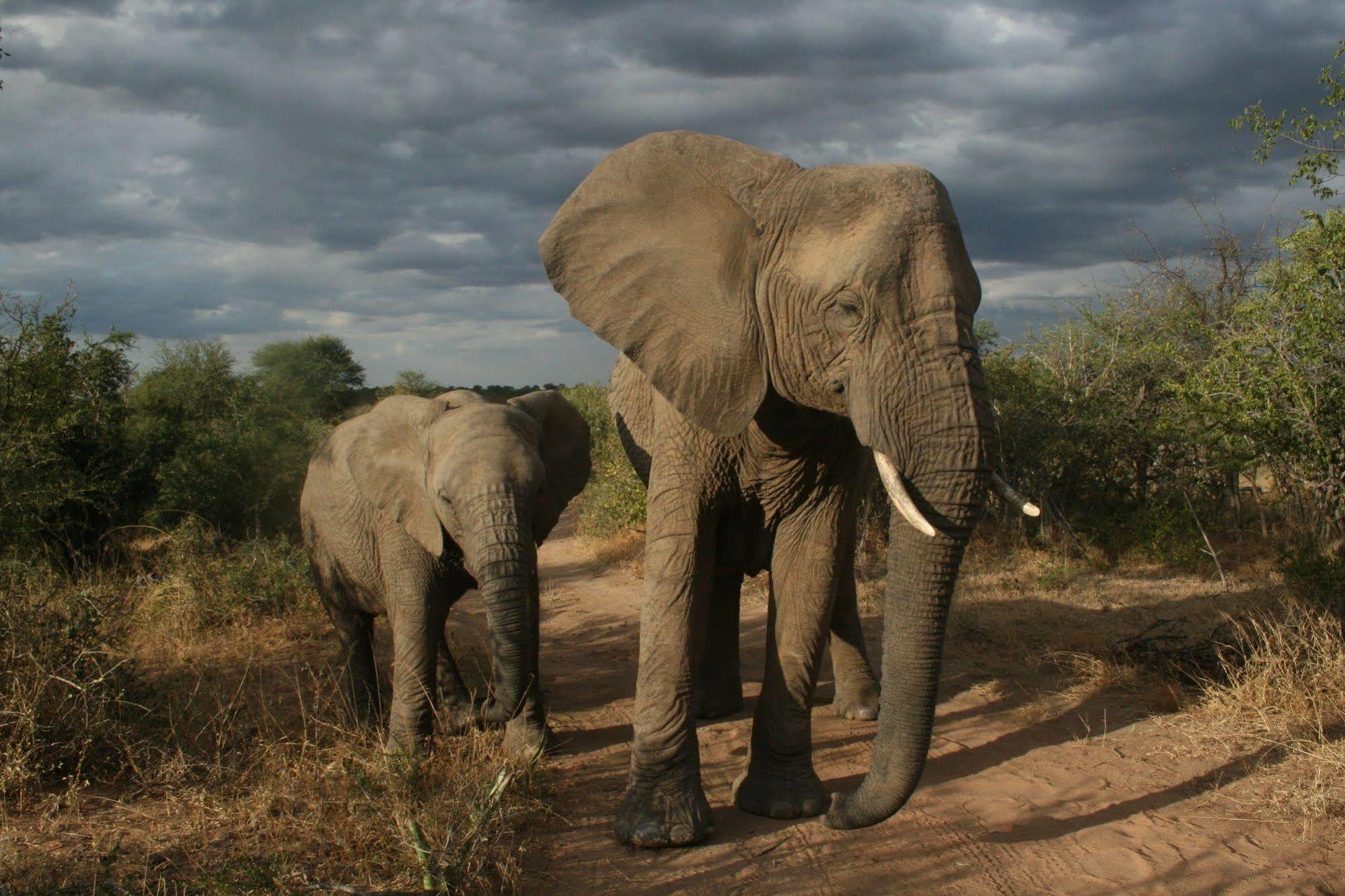 Tshukudu Game Lodge - Hoedspruit Buitenkant foto