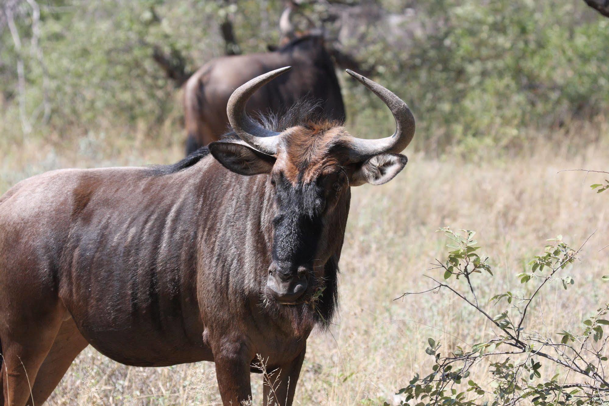 Tshukudu Game Lodge - Hoedspruit Buitenkant foto