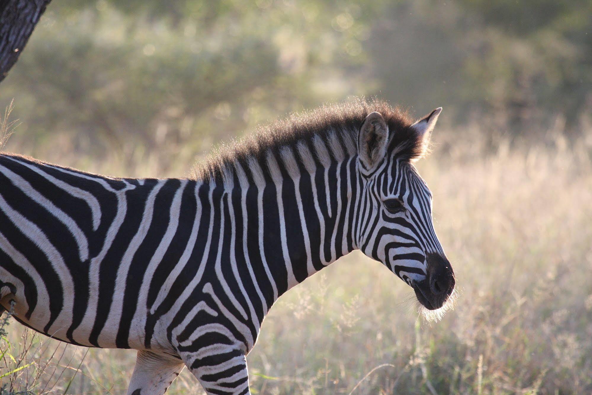 Tshukudu Game Lodge - Hoedspruit Buitenkant foto