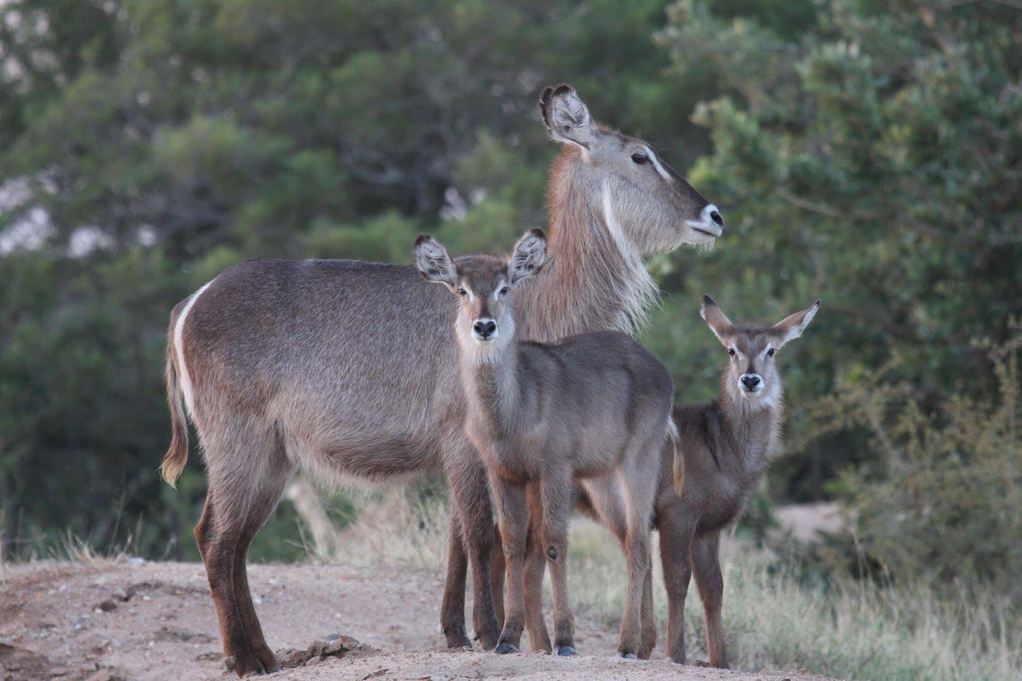 Tshukudu Game Lodge - Hoedspruit Buitenkant foto