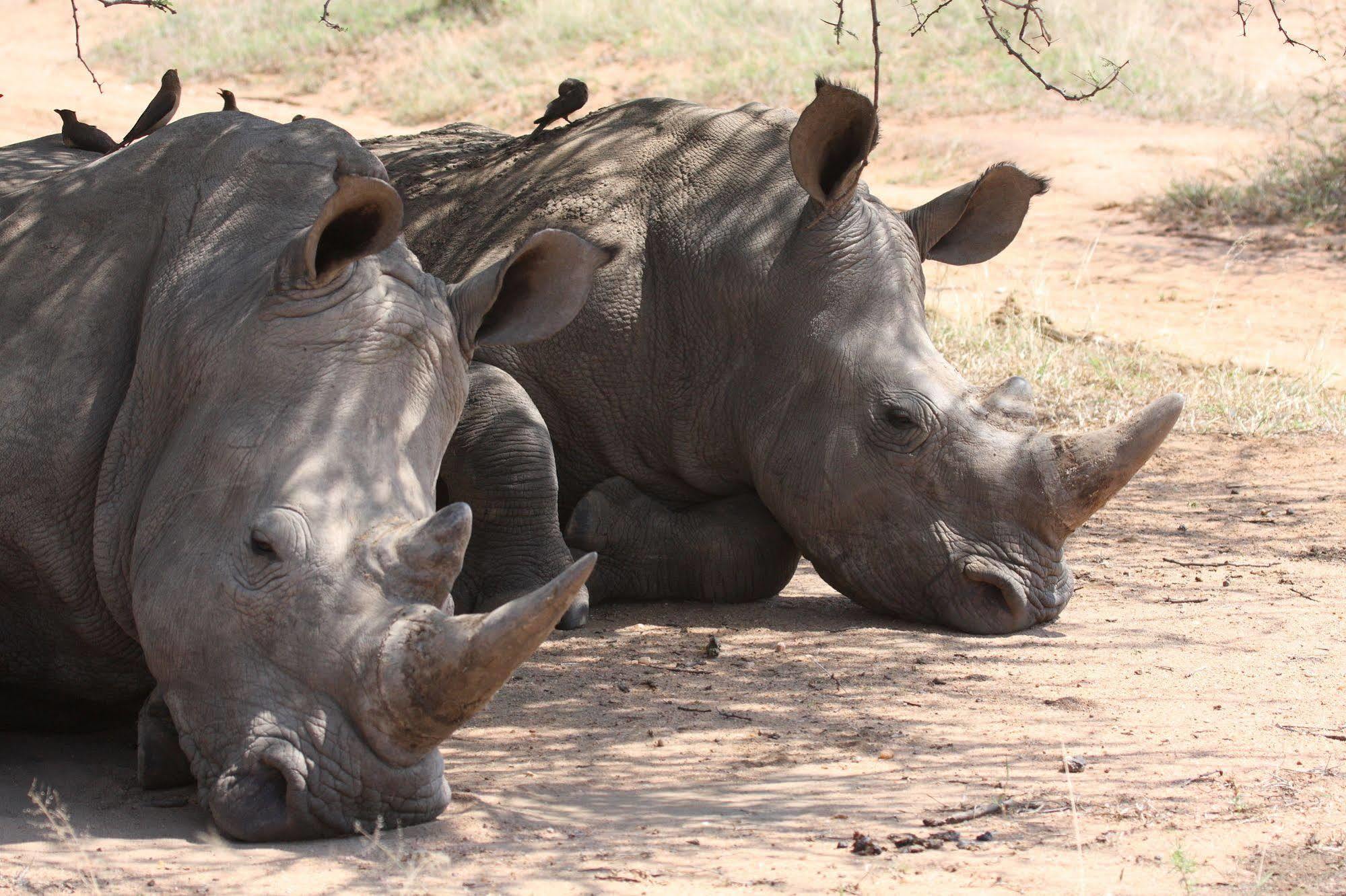 Tshukudu Game Lodge - Hoedspruit Buitenkant foto